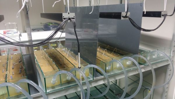 artificial-rivers-with-sediment